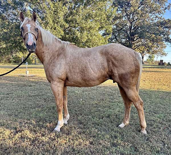 quarter-horse-mare