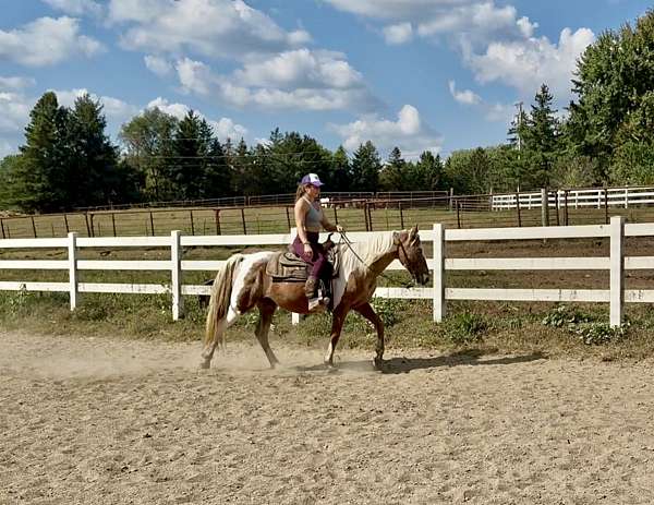 beginner-spotted-saddle-horse