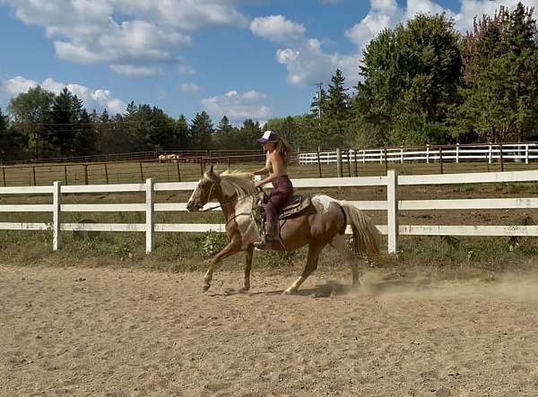 blue-eyed-spotted-saddle-horse
