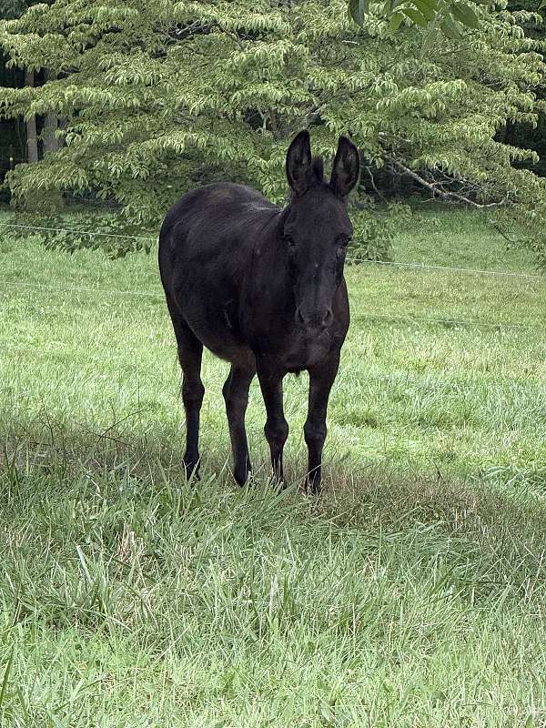 mdr-miniature-spotted-horse