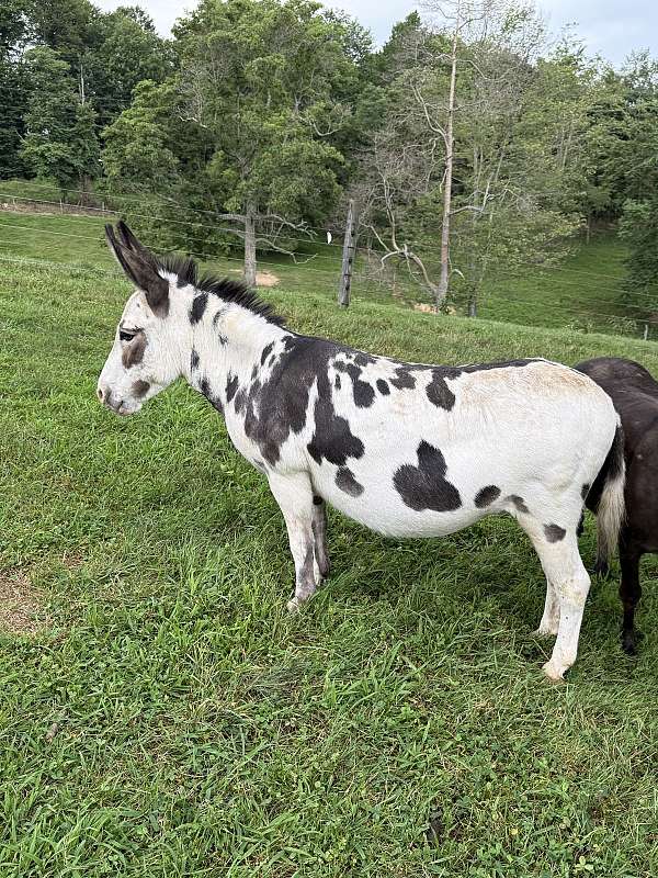 adms-donkey-mare
