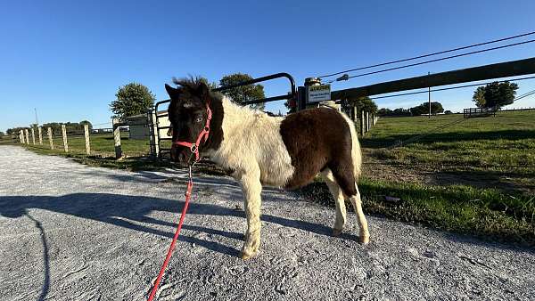 blue-eyed-miniature-horse