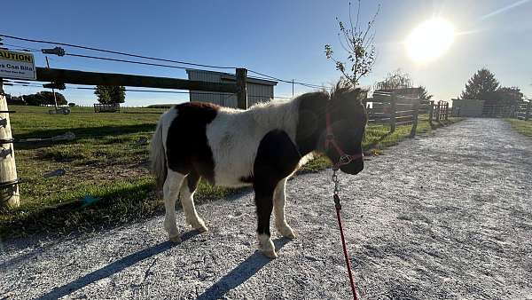 halter-miniature-horse
