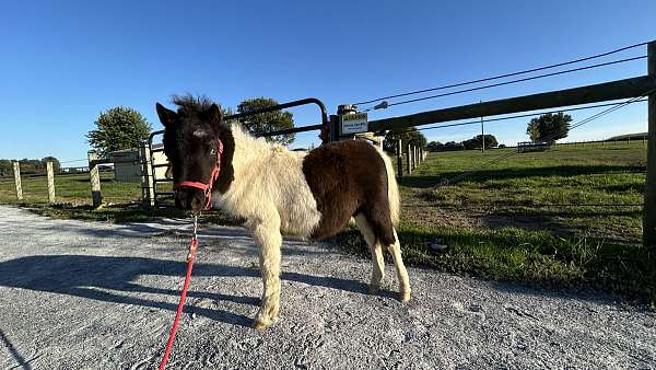 kid-safe-miniature-horse