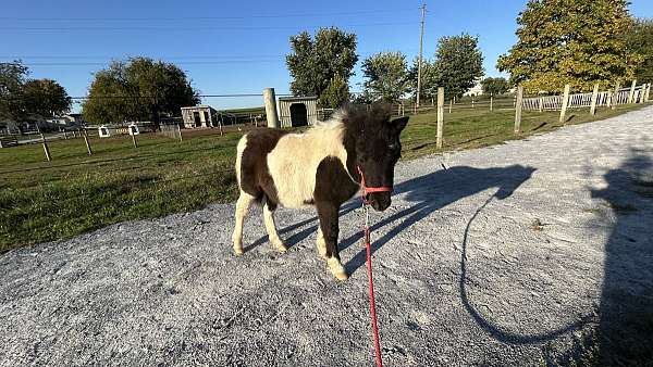 halter-filly