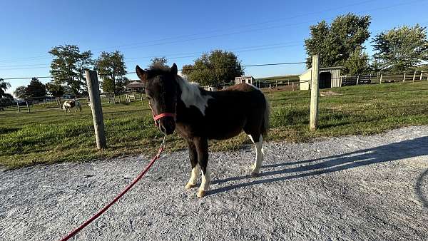 flashy-miniature-horse