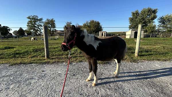 halter-miniature-horse