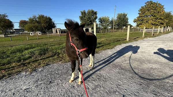 kid-safe-miniature-horse