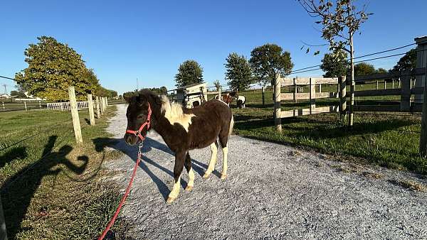 flashy-filly