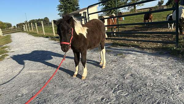halter-filly