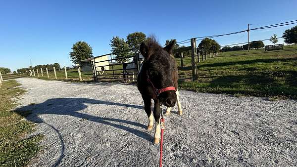 halter-horse