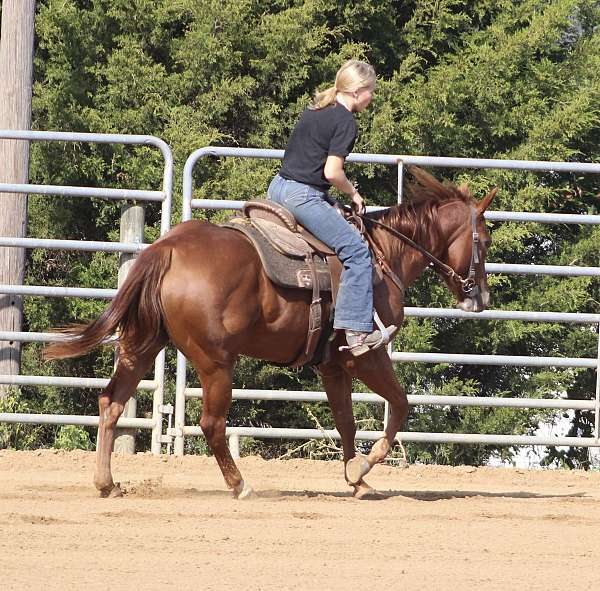 all-around-quarter-horse