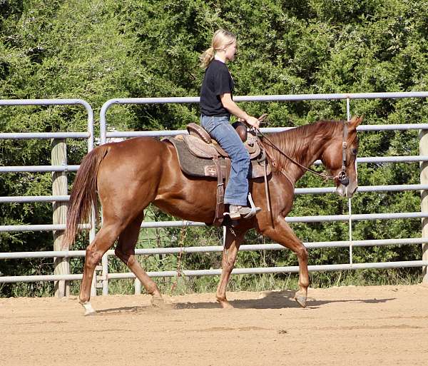 athletic-quarter-horse