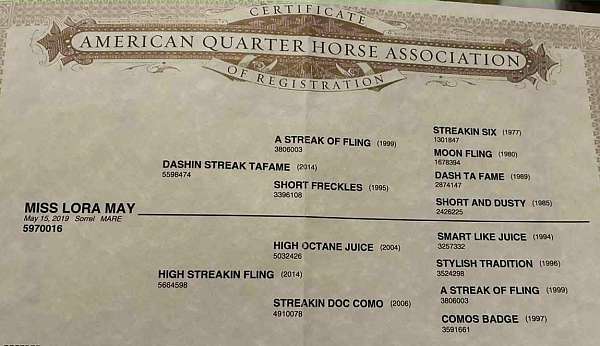 barrel-quarter-horse