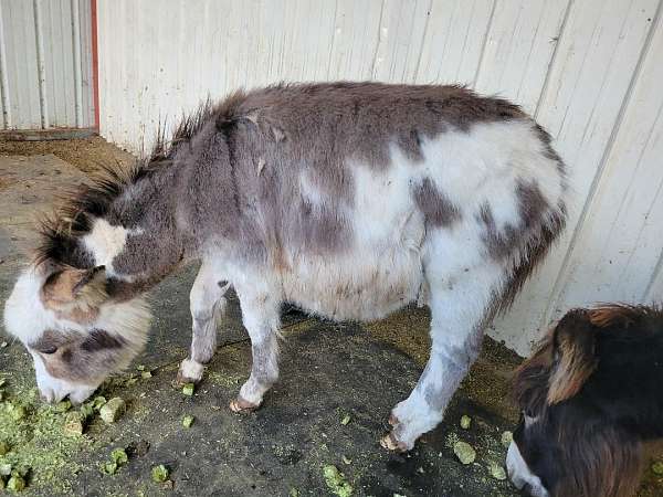 woolie-donkey