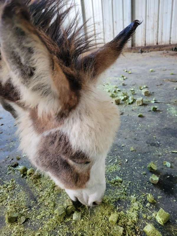looking-for-stallion