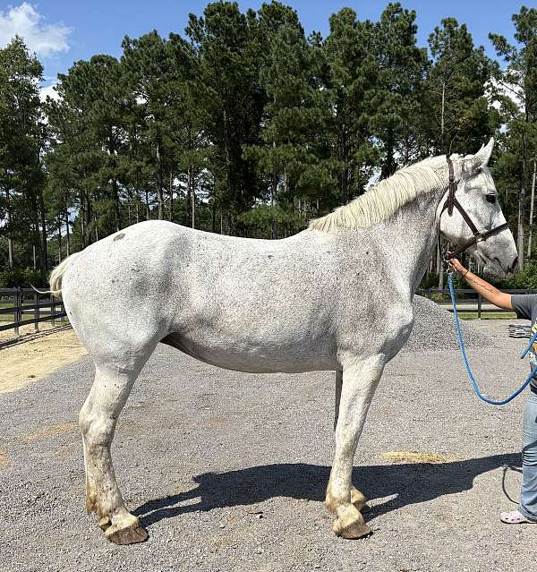 safe-trail-percheron-horse