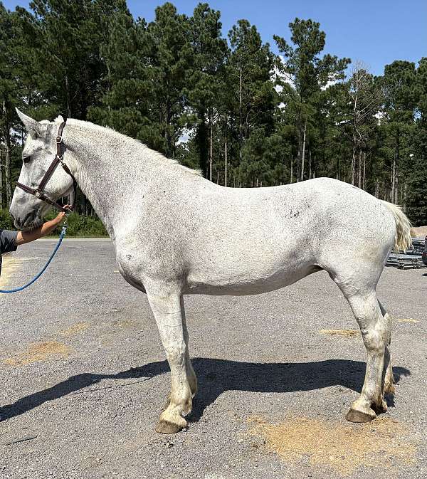 back-percheron-horse