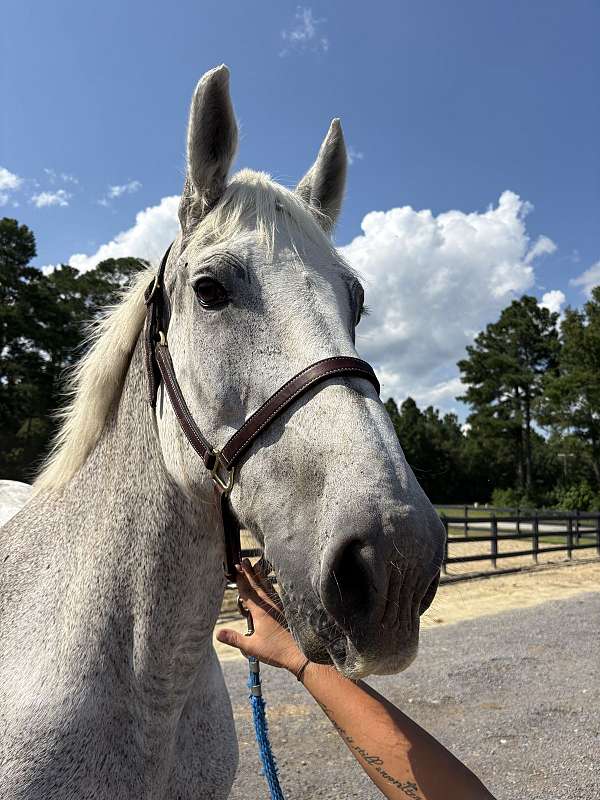 backs-percheron-horse