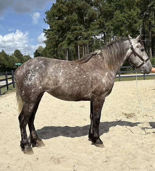 barn-percheron-horse