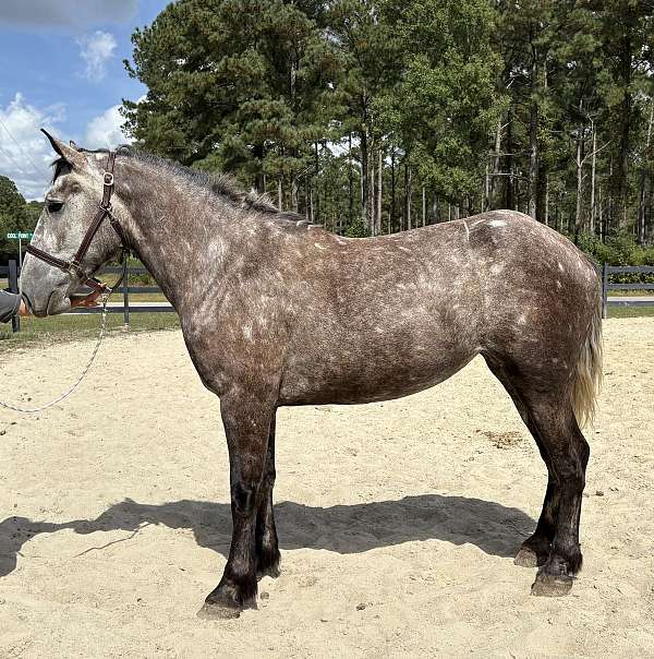 catch-percheron-horse