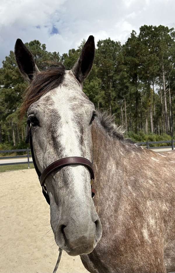stands-percheron-horse