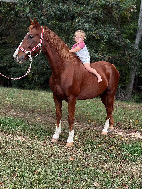 sorrel-morgan-gelding