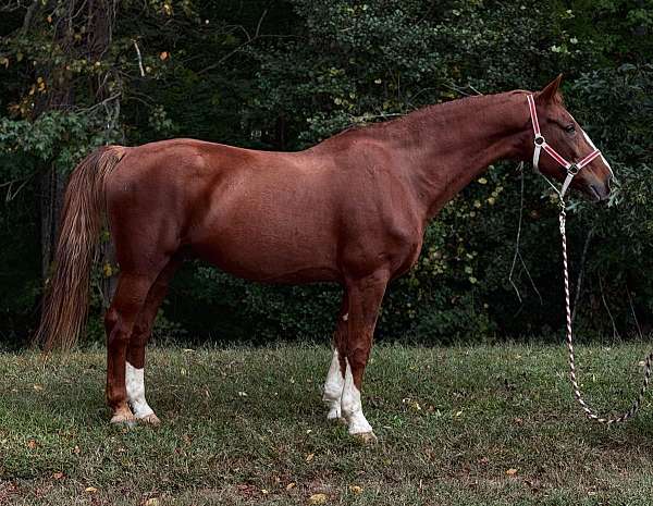 sorrel-gelding-for-sale