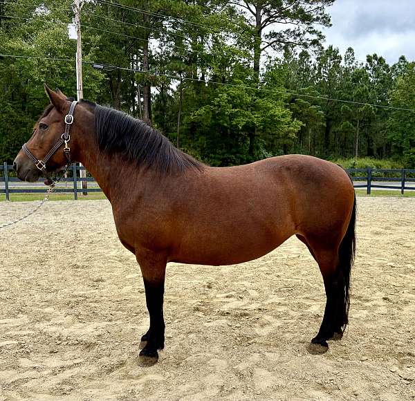 chunky-haflinger-horse