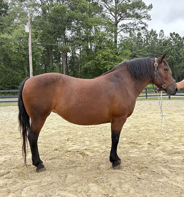 morgan-haflinger-horse