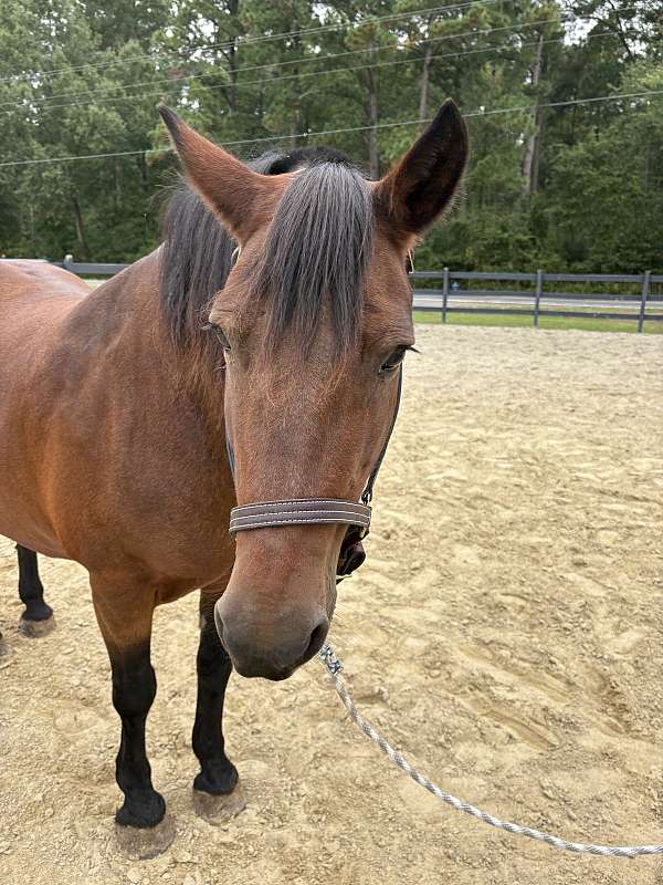 traffic-haflinger-horse