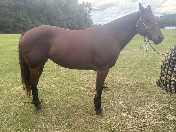 lesson-yearling