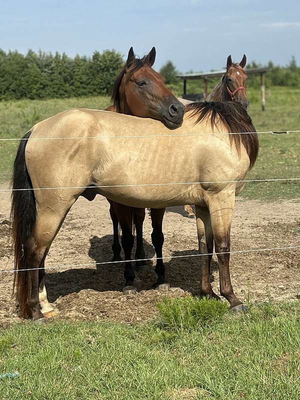 quarter-horse-for-sale