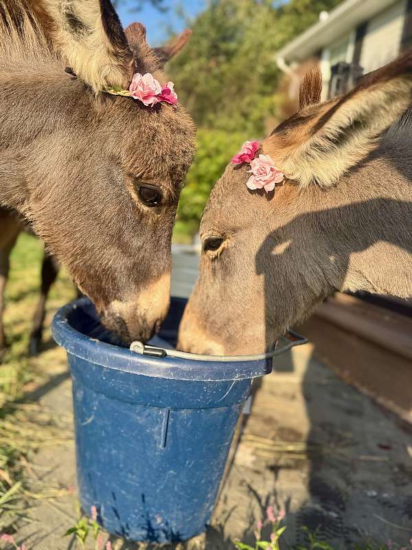 daily-donkey