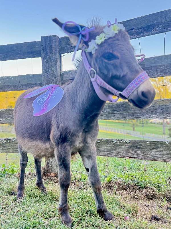 girls-donkey