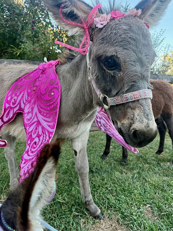 half-donkey