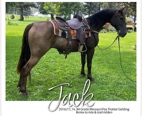 all-around-missouri-fox-trotter-horse