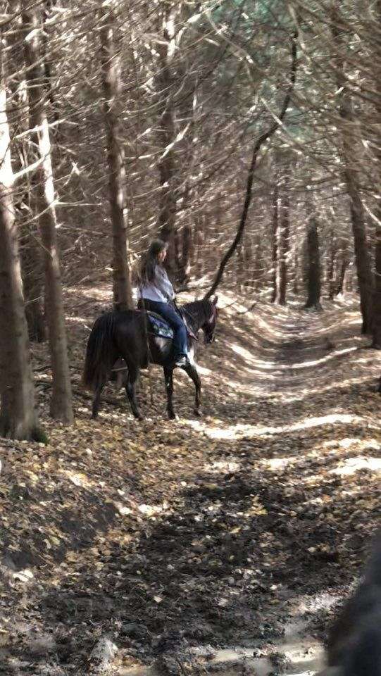 athletic-missouri-fox-trotter-horse