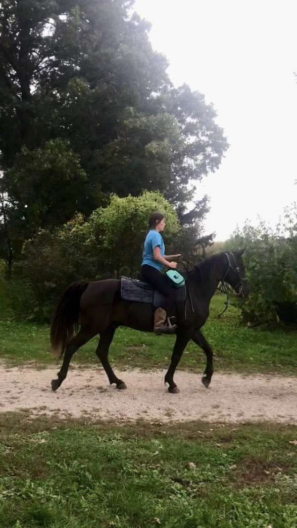 endurance-missouri-fox-trotter-horse