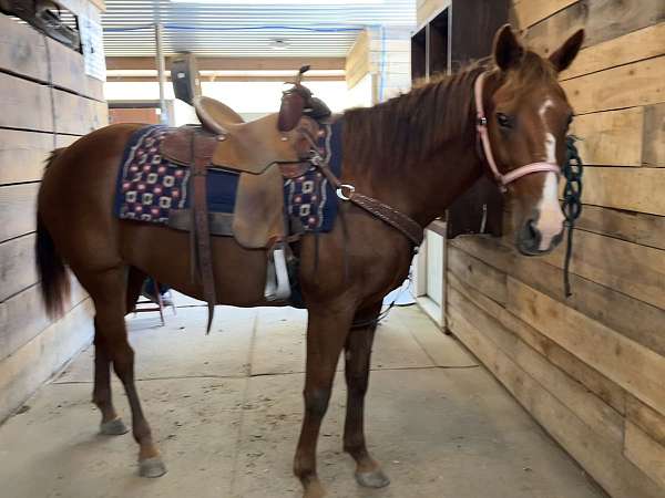 sorrel-quarter-horse-mare