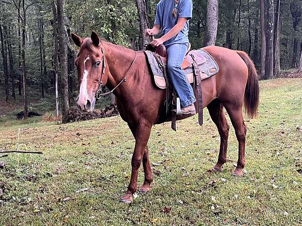 all-around-quarter-horse