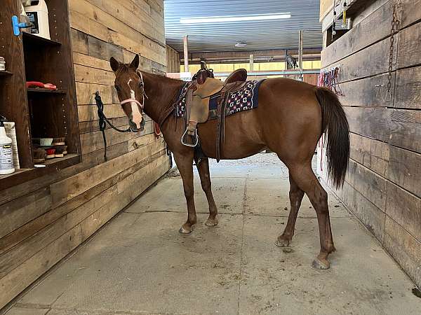 sorrel-all-around-horse