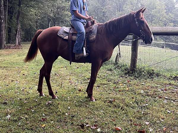 all-around-mare