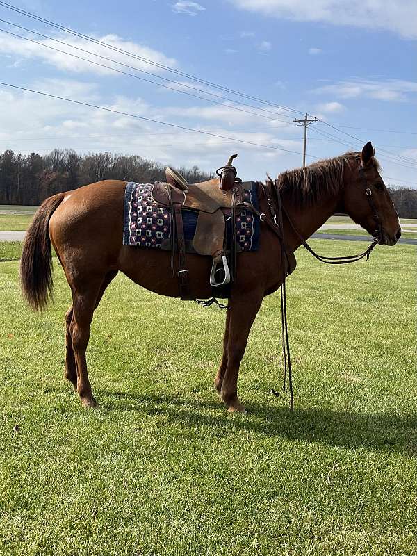 and-for-the-farrier-mare