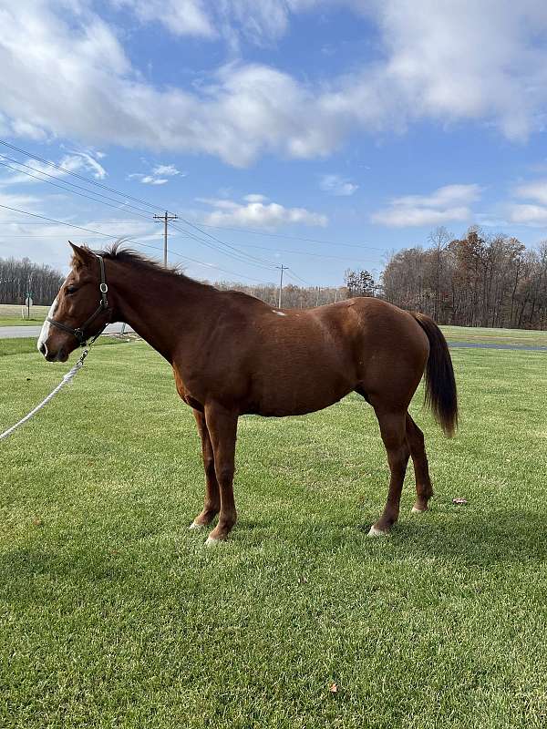 all-quarter-horse