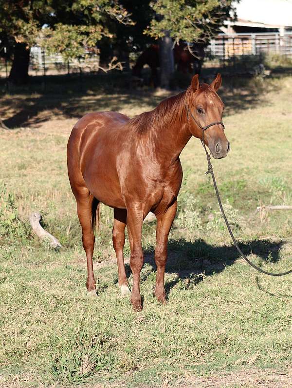 clark-colt