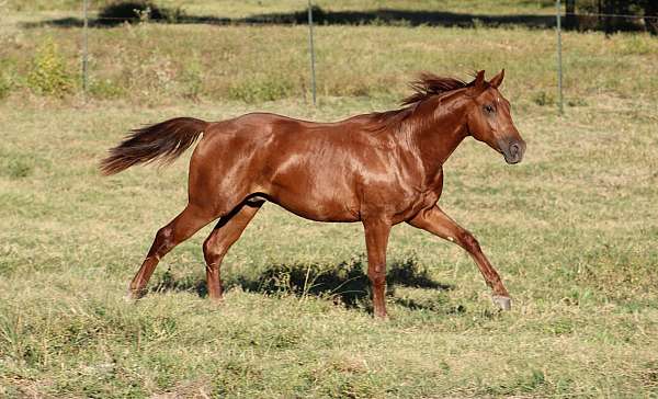 eager-to-please-colt