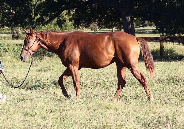 gentleman-colt