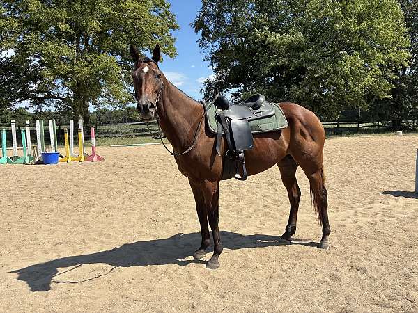 bay-star-horse