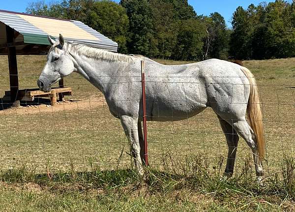 trail-thoroughbred-horse